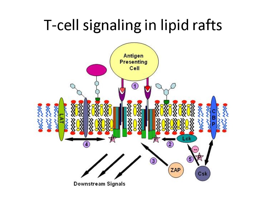 T-cell signaling in lipid rafts
